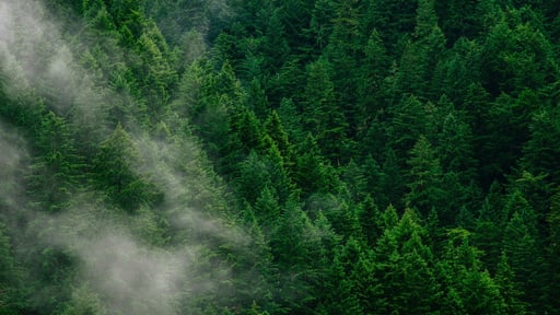 Carbon offsets should be a last resort, says ITU opinion