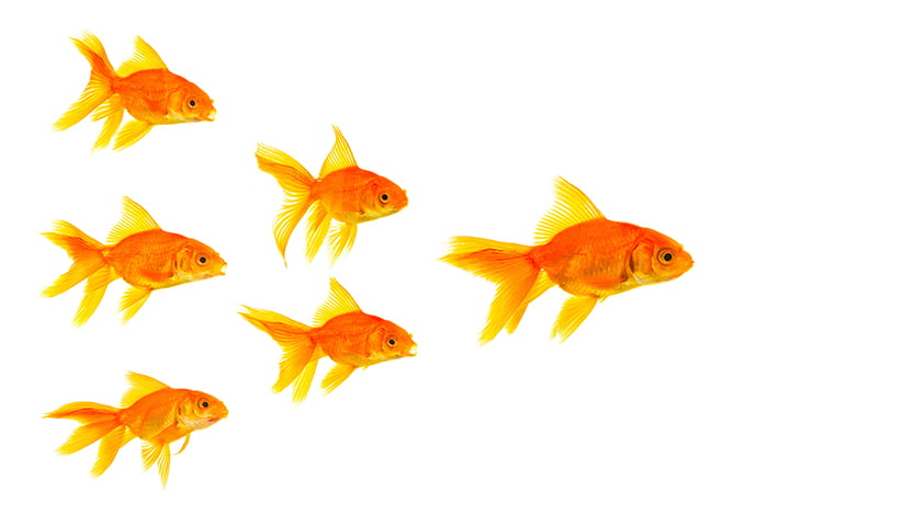 Three goldfishes